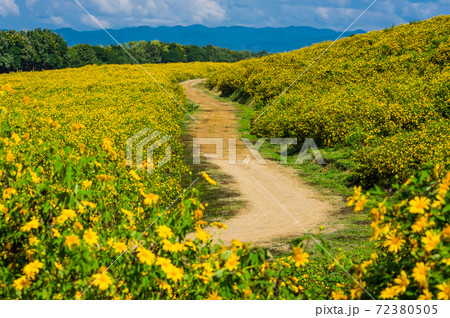 sunflower field 72380505