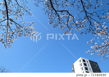 青空をバックに咲く桜と白い建物【三分咲き】 青空をバックに咲く桜と白い建物【三分咲き】 72380690