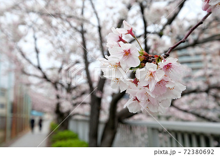 川辺に咲く満開の桜と歩道を歩く人影 川辺に咲く満開の桜と歩道を歩く人影 72380692