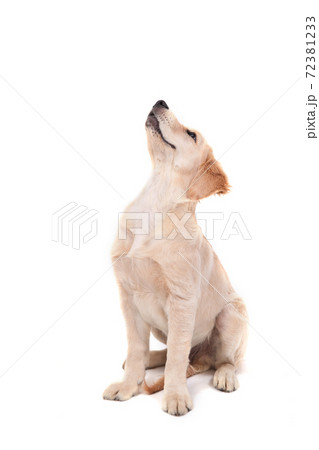A puppy of Golden Retriever sits on an white background and looks up A puppy of Golden Retriever sits on an white background and looks up 72381233