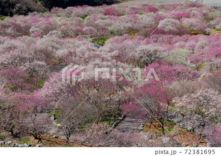 いなべ市梅林公園 いなべ市梅林公園 72381695
