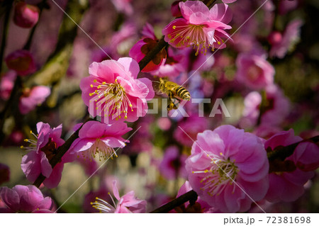梅の花と蜂 72381698