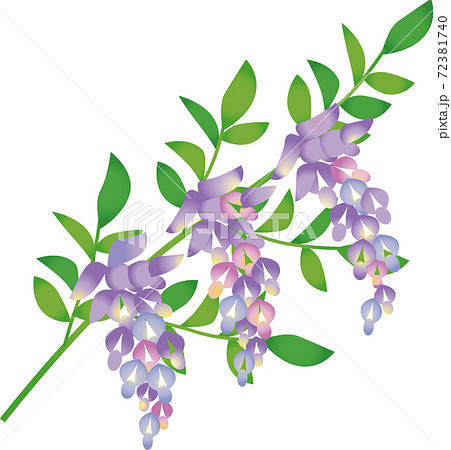 藤の花のイラスト素材 藤の花のイラスト素材