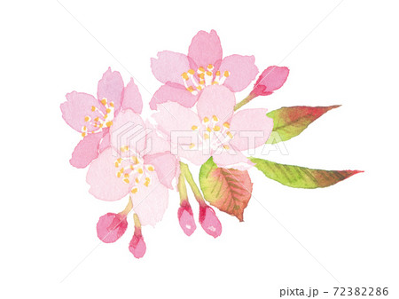 桜　水彩イラスト 72382286