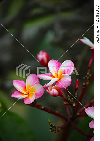 プルメリア 72382387