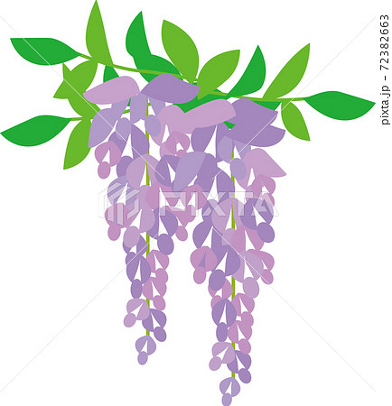 藤の花のイラスト素材 藤の花のイラスト素材