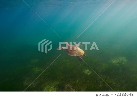 太陽の光の中を泳ぐアオウミガメ 72383648