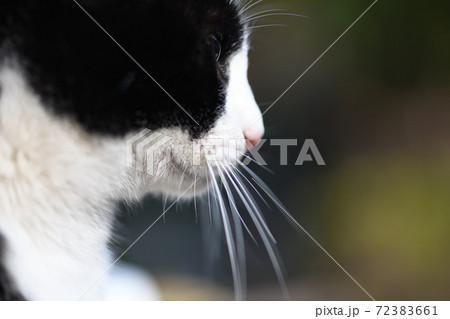 猫の横顔 72383661