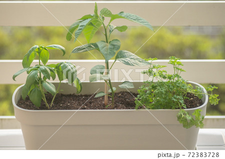 バジルとパセリとタバスコのベランダ菜園の写真素材