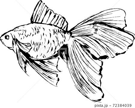 手書きの墨で描いた金魚のイラストのイラスト素材