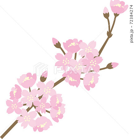 桜の花 桜の花 72384274