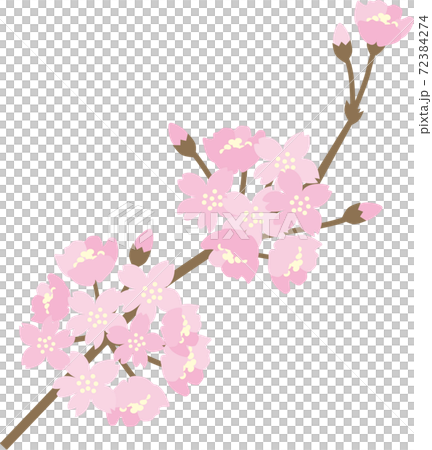 桜の花 桜の花 72384274