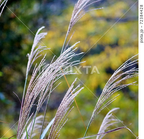 枯れススキの写真素材