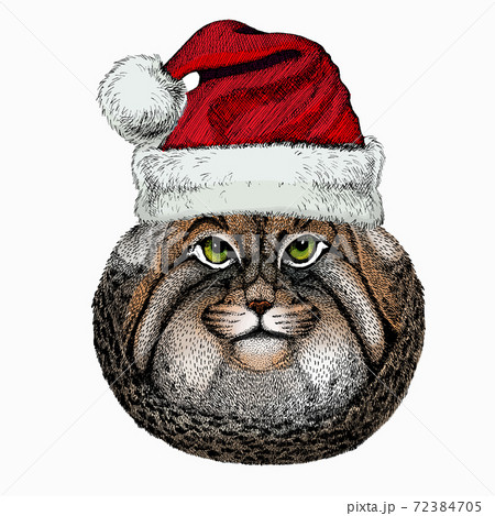 Pallass cat. Christmas red Santa Claus hat. Christmas winter animal vector portrait. Pallass cat. Christmas red Santa Claus hat. Christmas winter animal vector portrait. 72384705