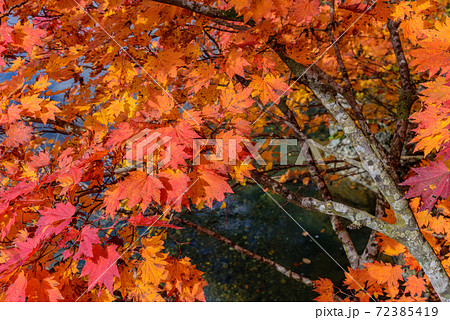 秋の景色 紅葉の写真素材