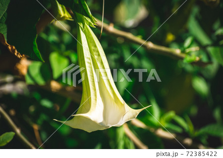 キダチチョウセンアサガオの花 キダチチョウセンアサガオの花 72385422