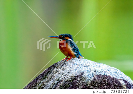 岩の上に留まるメスのカワセミ 72385722