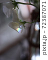 虹のスイトピー 72387071