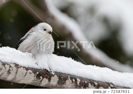 雪の積もった木の枝でたたずむシマエナガ 72387631