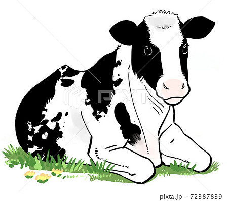 たんぽぽの咲く草原に座る牛の手描きイラスト 72387839