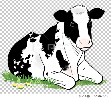 たんぽぽの咲く草原に座る牛の手描きイラスト 72387839