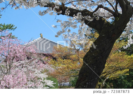 桜と東大寺大仏殿の風景 72387873