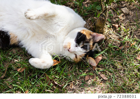 動物 動物学 台湾 72388031