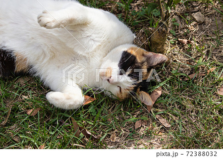 動物 動物学 台湾 72388032