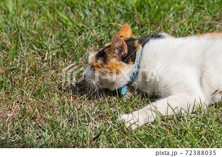 動物 動物学 台湾 72388035