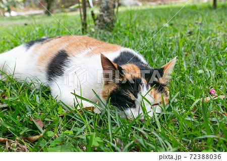 動物 動物学 台湾 72388036