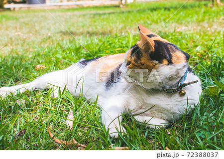 動物 動物学 台湾 72388037