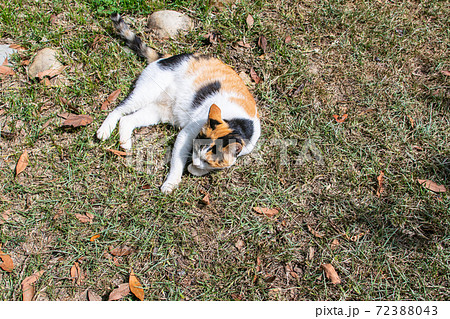 動物 動物学 台湾 72388043