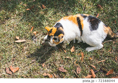 動物 動物学 台湾 72388044
