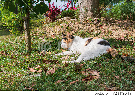 動物 動物学 台湾 72388045