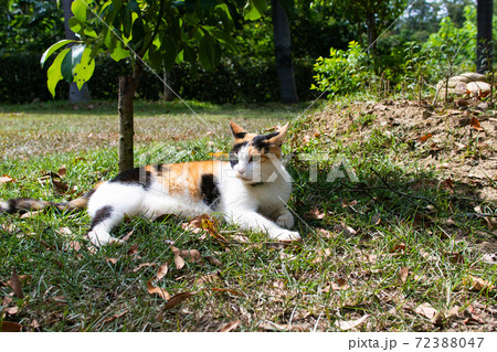 動物 動物学 台湾 72388047