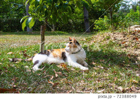動物 動物学 台湾 72388049