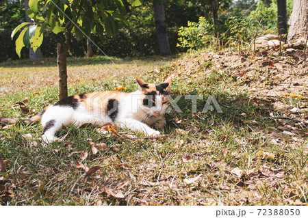動物 動物学 台湾 72388050