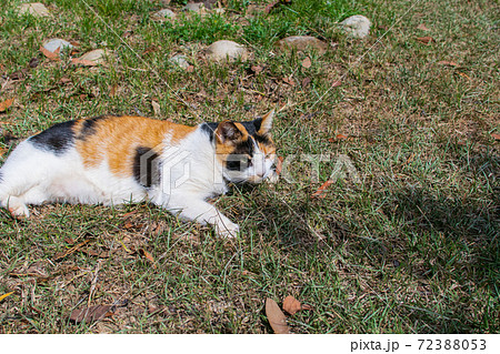 動物 動物学 台湾 72388053