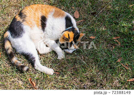 動物 動物学 台湾 72388149