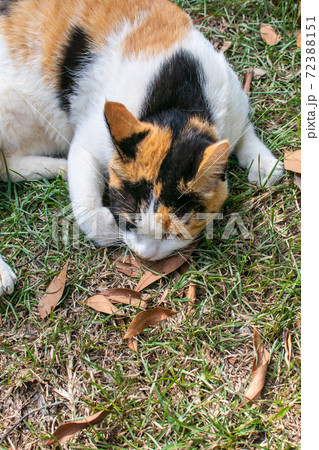 動物 動物学 台湾 72388151