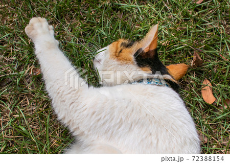 動物 動物学 台湾 72388154