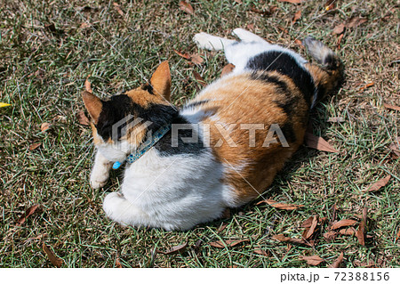 動物 動物学 台湾 72388156