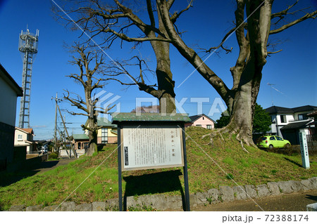 旧日光街道 小金井一里塚 旧日光街道 小金井一里塚 72388174