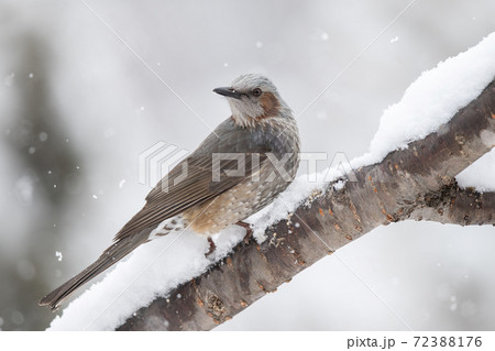 雪の積もった木の枝でたたずむヒヨドリ 72388176