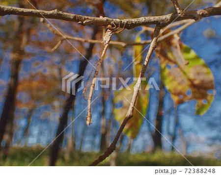 紅葉した雑木林内で成虫で越冬するホソミオツネントンボ3 紅葉した雑木林内で成虫で越冬するホソミオツネントンボ3 72388248