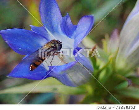 深秋の空色に咲く竜胆とヒラタアブ2 深秋の空色に咲く竜胆とヒラタアブ2 72388252