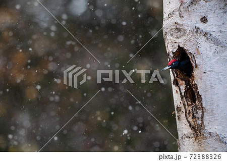 巣穴をリフォーム中のクマゲラのオス 巣穴をリフォーム中のクマゲラのオス 72388326