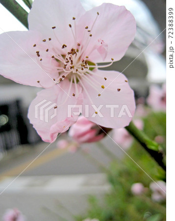 桜の花 72388399