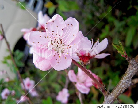 桜の花 桜の花 72388406