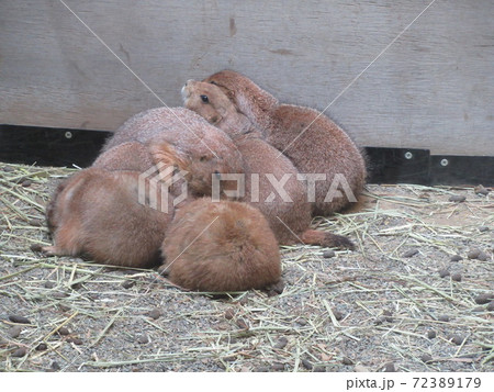 オグロプレーリードッグ 72389179